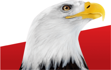 American bald eagle